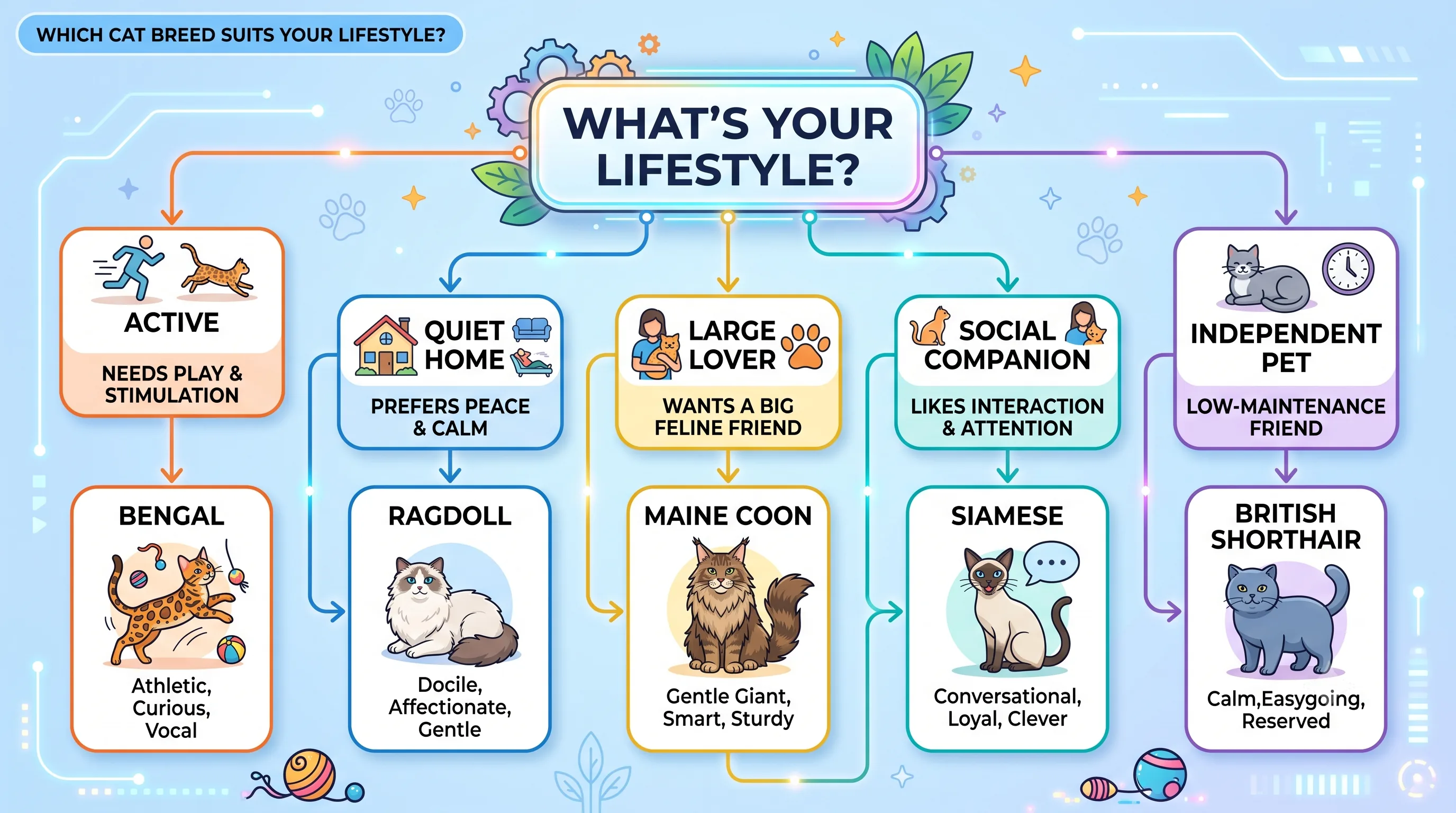 Cat breed selection flowchart