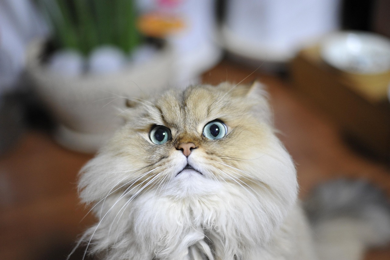Angry persian cat