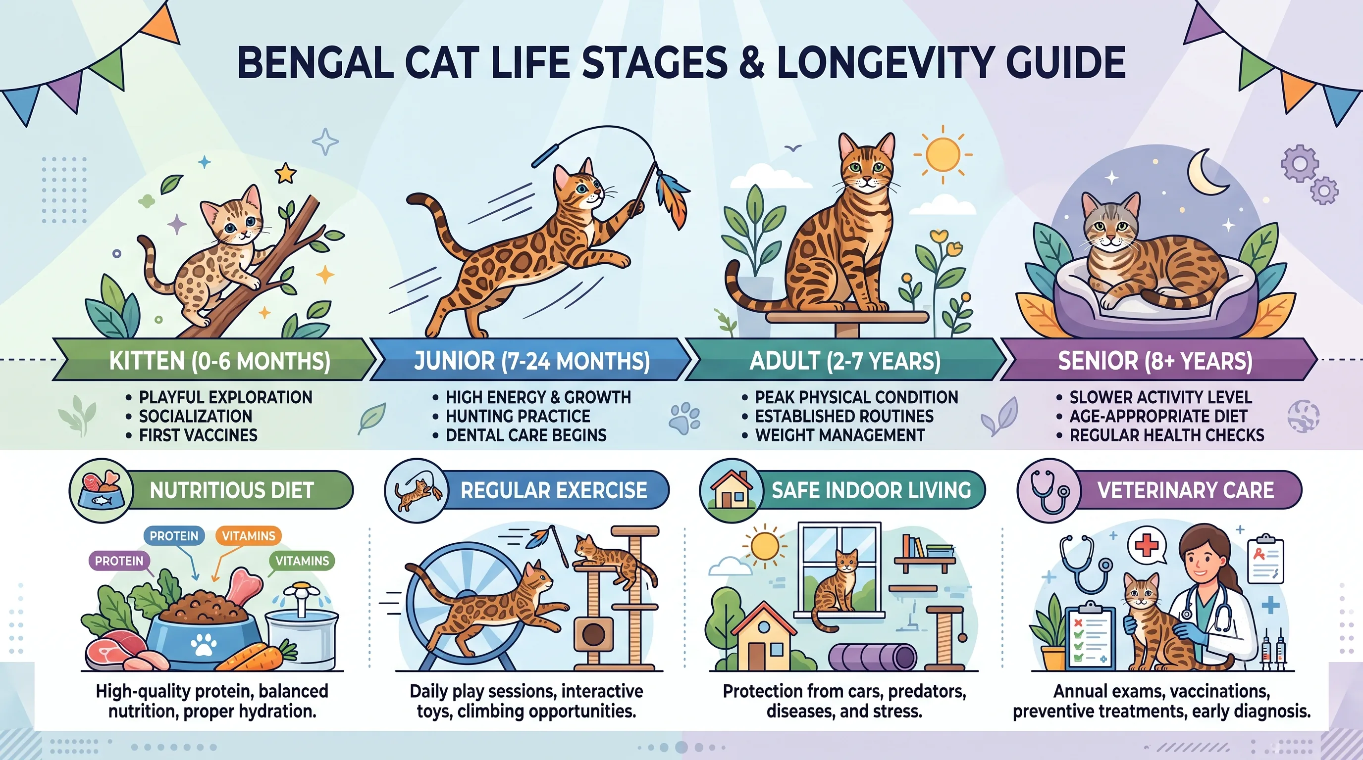 Bengal cat lifespan timeline from kitten to senior years