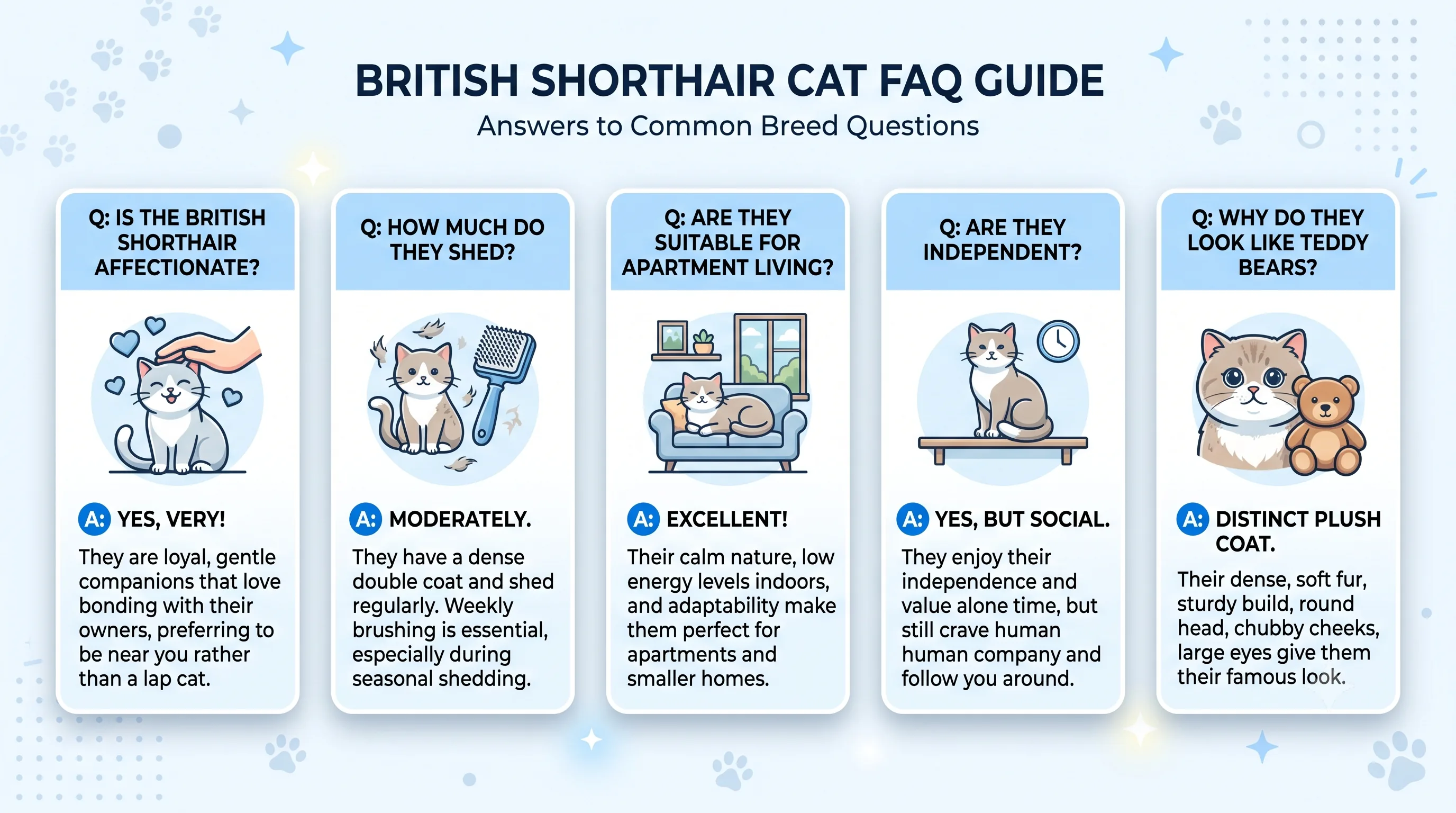 Frequently asked questions about British Shorthair cats with illustrated answers