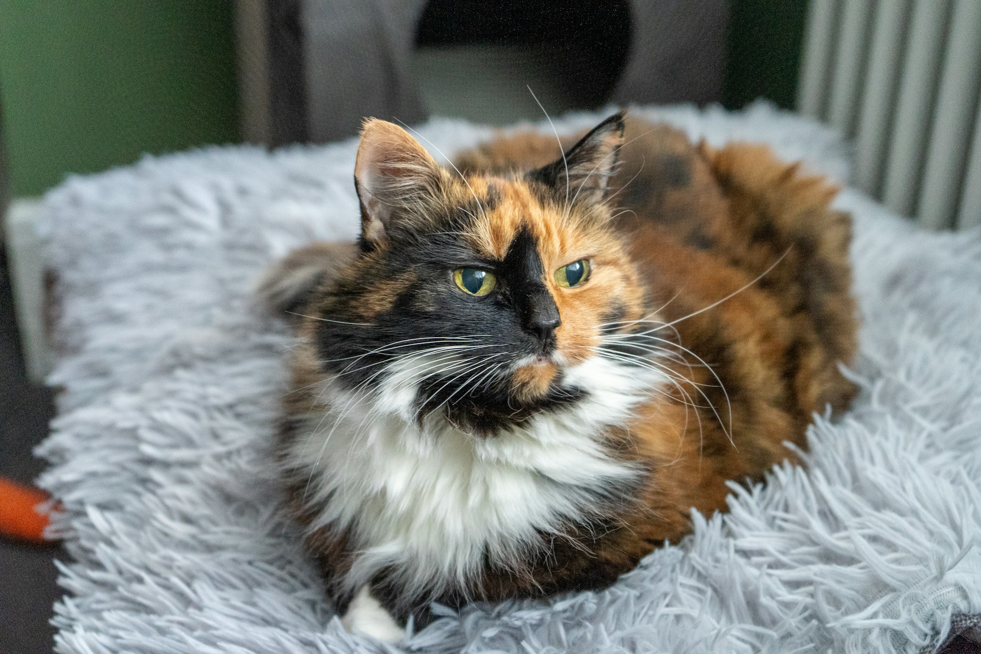 Cat lying on a soft mat