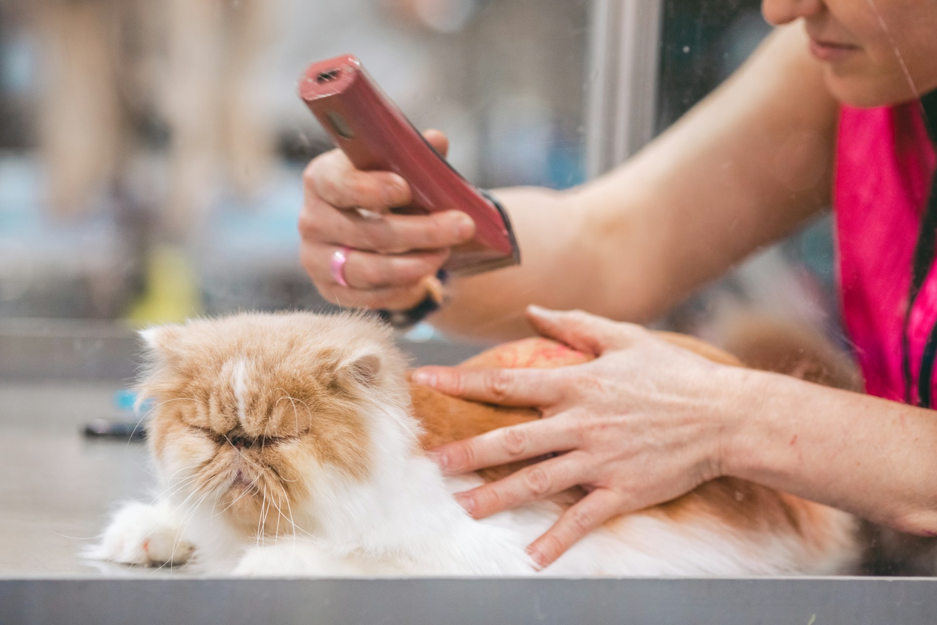 A person trying to trim cat hair