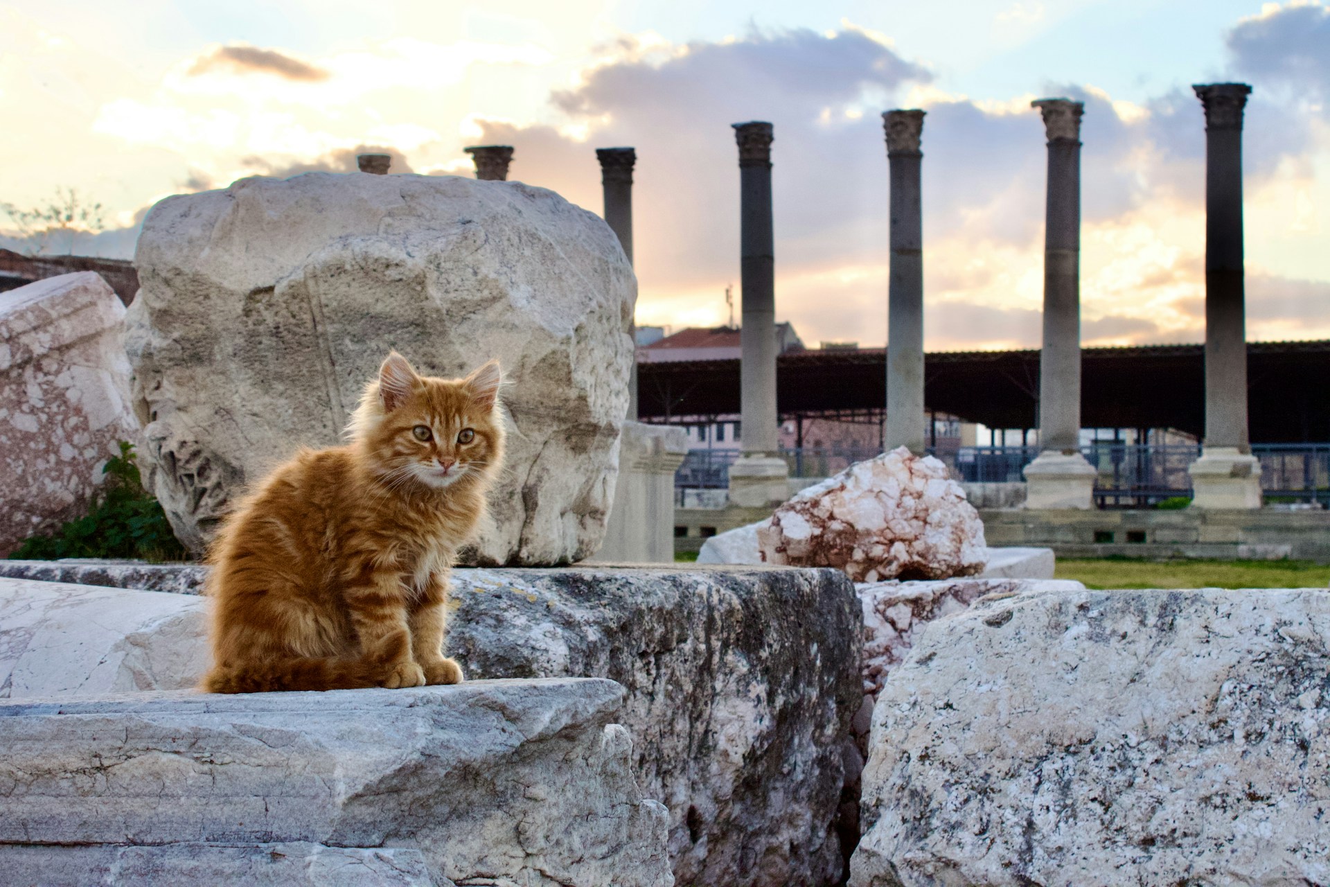 A persian cat sitting in ancient city