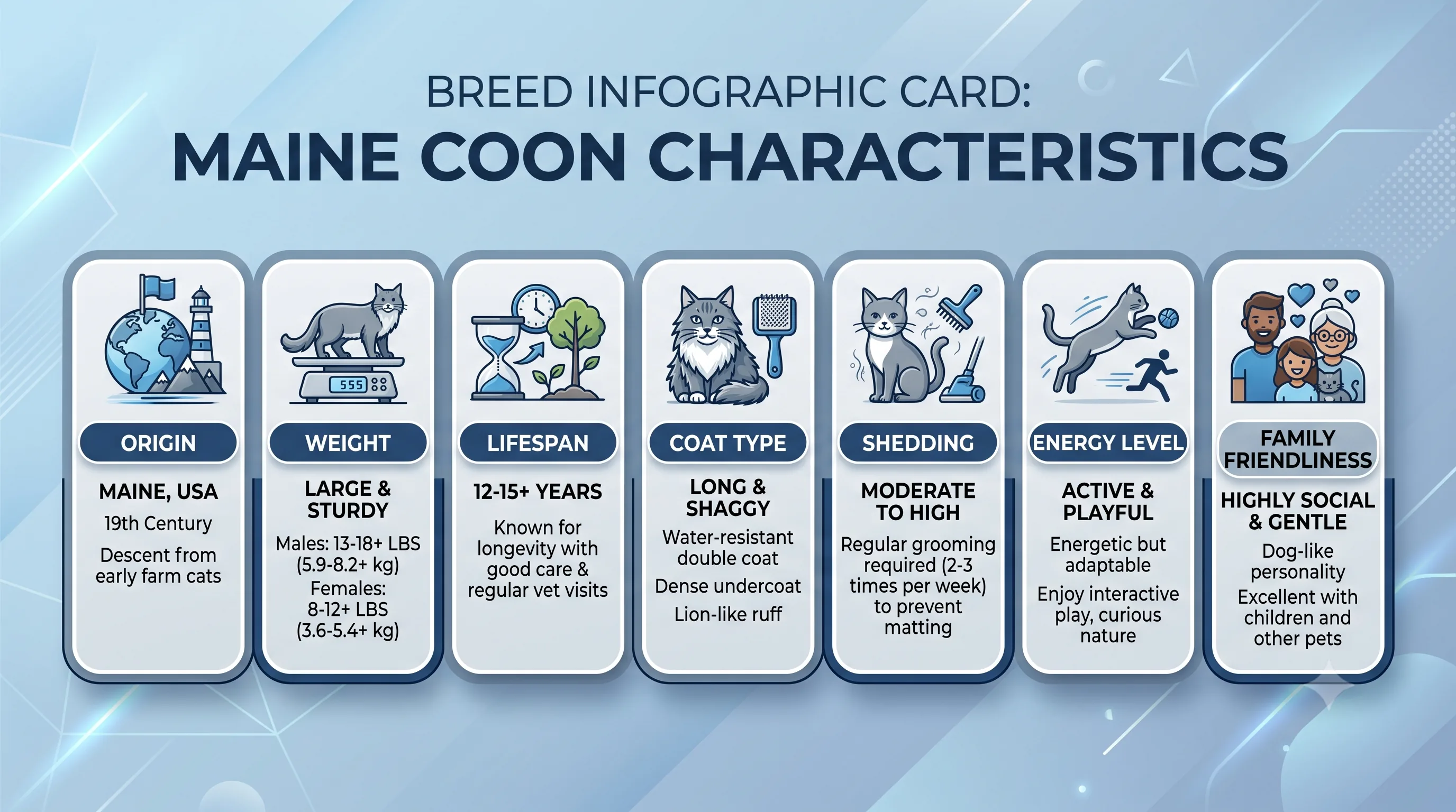 Maine Coon breed overview infographic with size lifespan and temperament