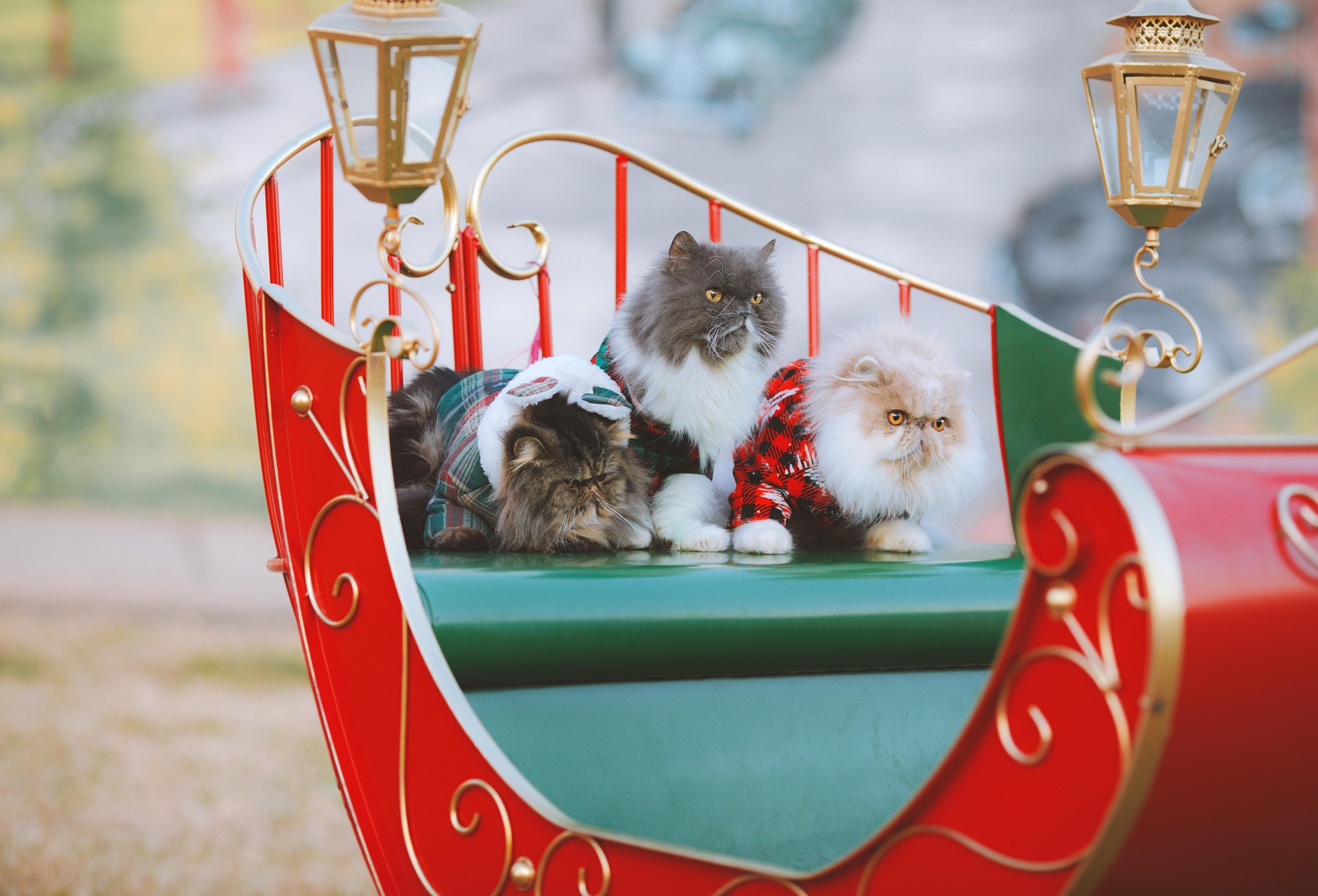 Persian Cat: Complete Guide to Personality, Care, Lifespan, and Cost