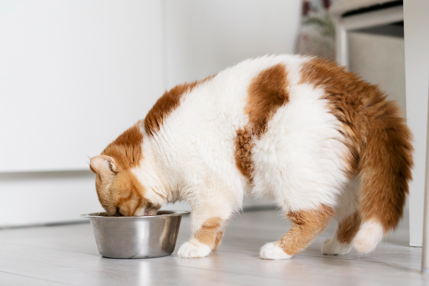 A cat eating food