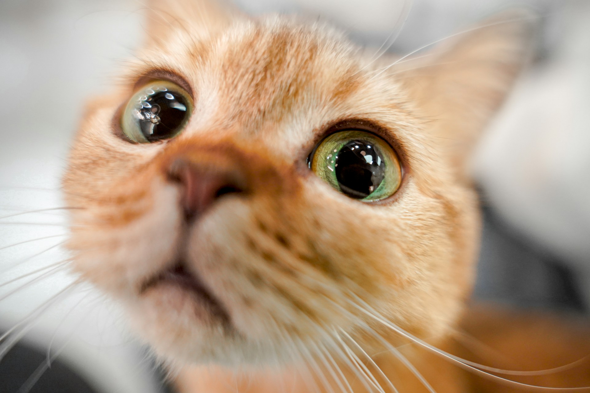 Cat peeping into camera