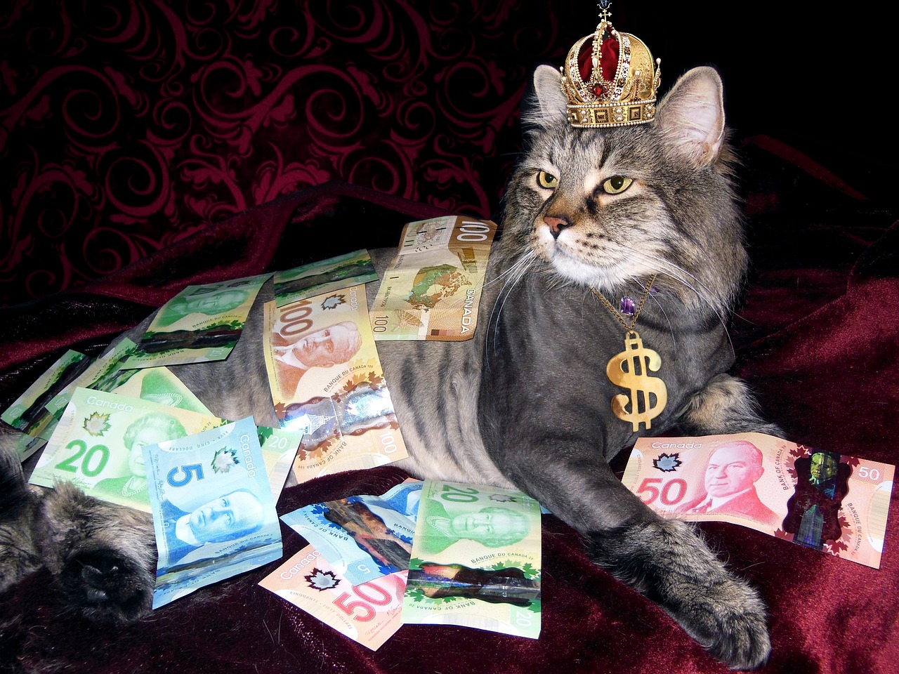 A cat surrounded with money