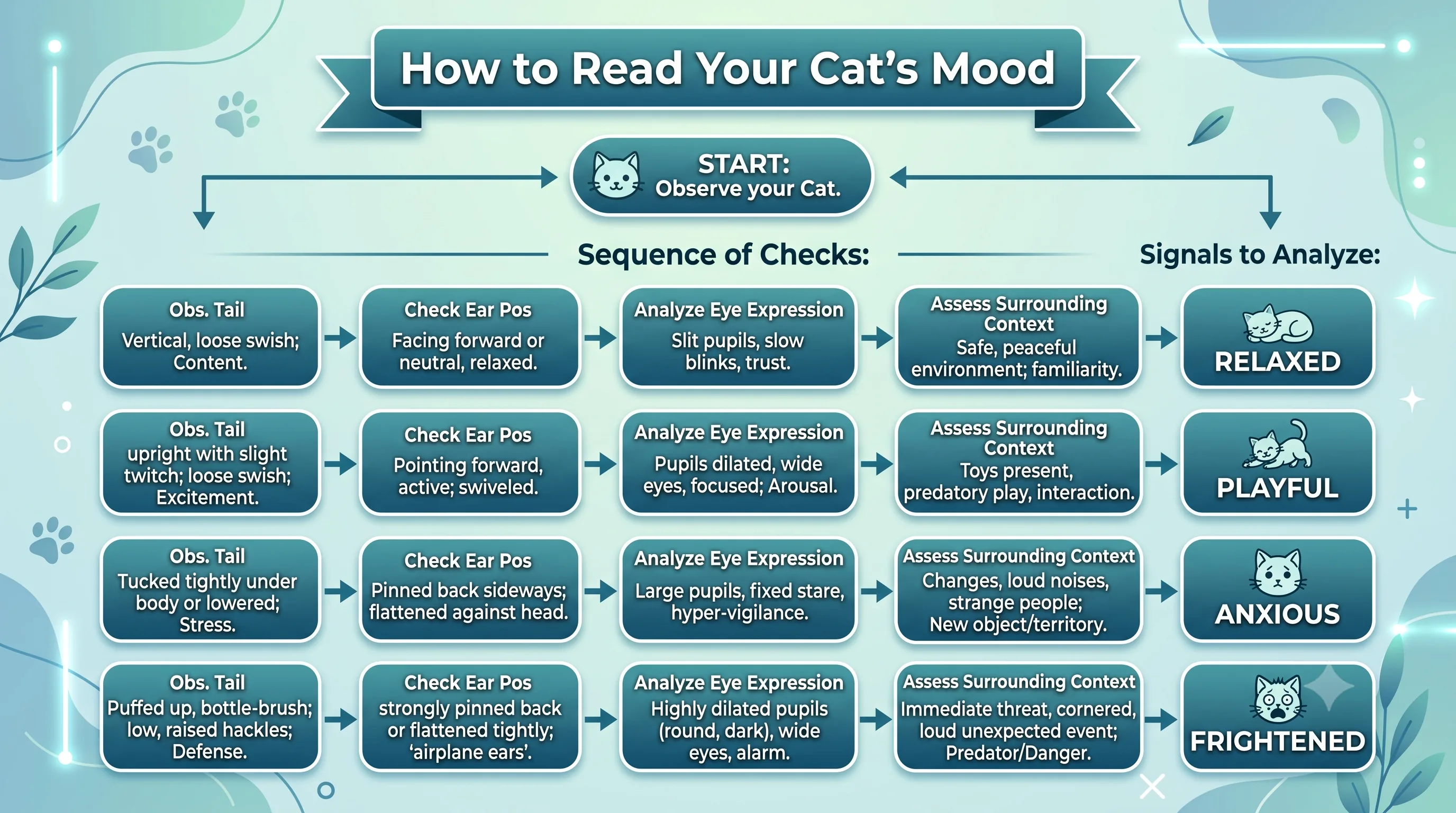 Cat body language signals diagram