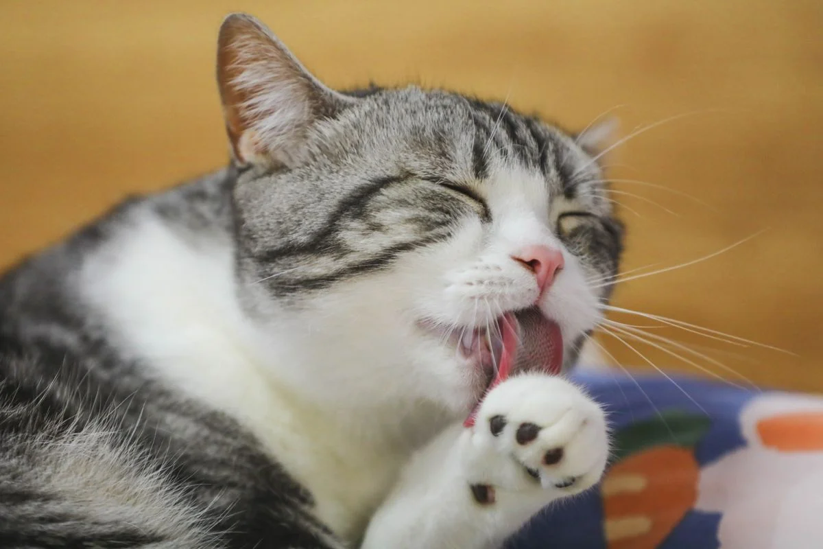 A fluffy cat grooming itself, with a small hairball nearby