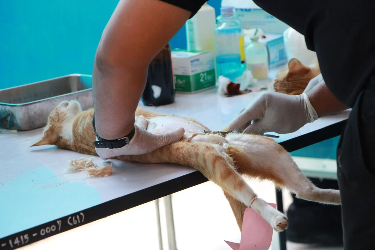 A cat lying lethargically on a vet examination table